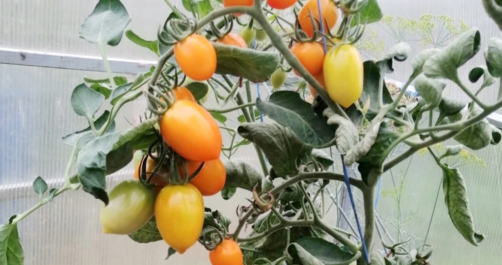 Мои «сверхурожайные и неприхотливые» сорта томатов. 7 лидеров (буду снова их выращивать)