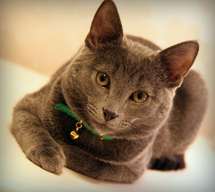 Фото: Pxhere.com 