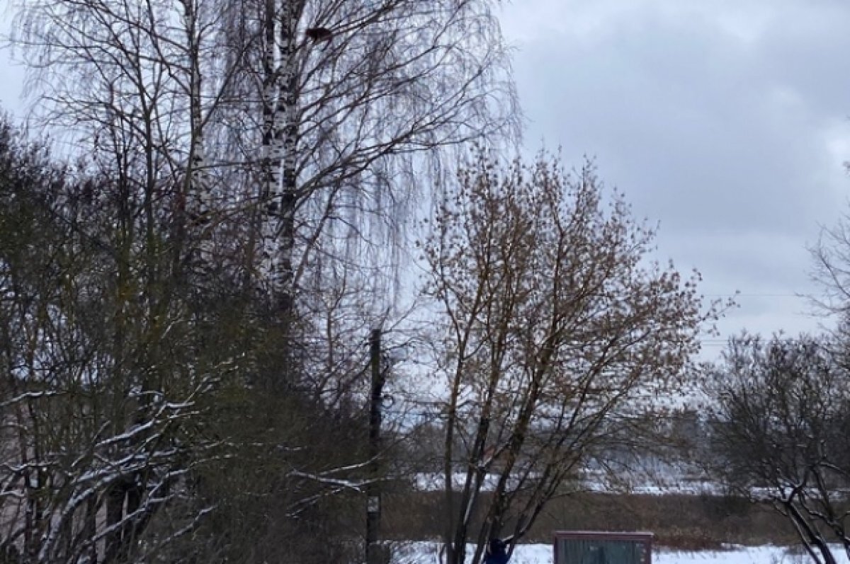    В Твери спасатели сняли с высоты 7 метров кота, который залез на дерево