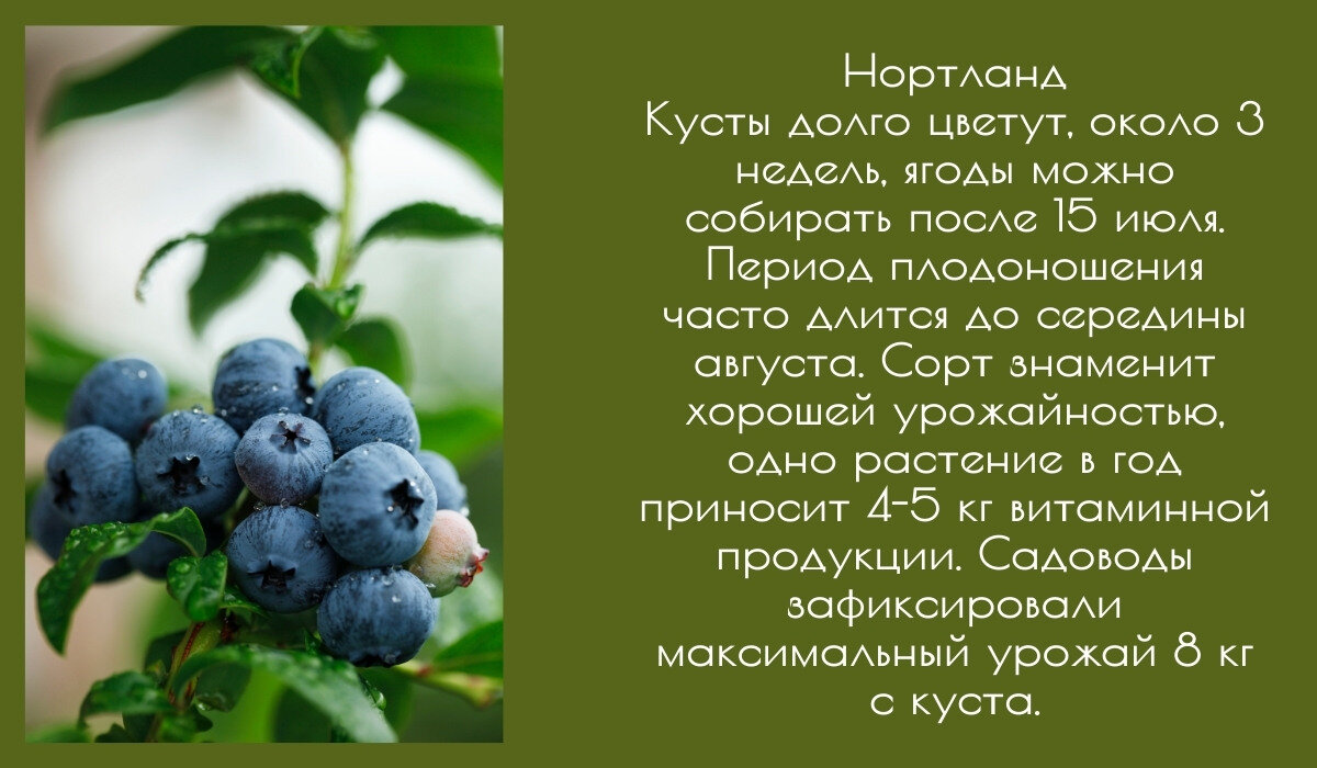 Сколько можно кушать голубики в день. Ест голубику. Голубика кто употребляет. Голубика есть вопросы. Кто ест голубику.