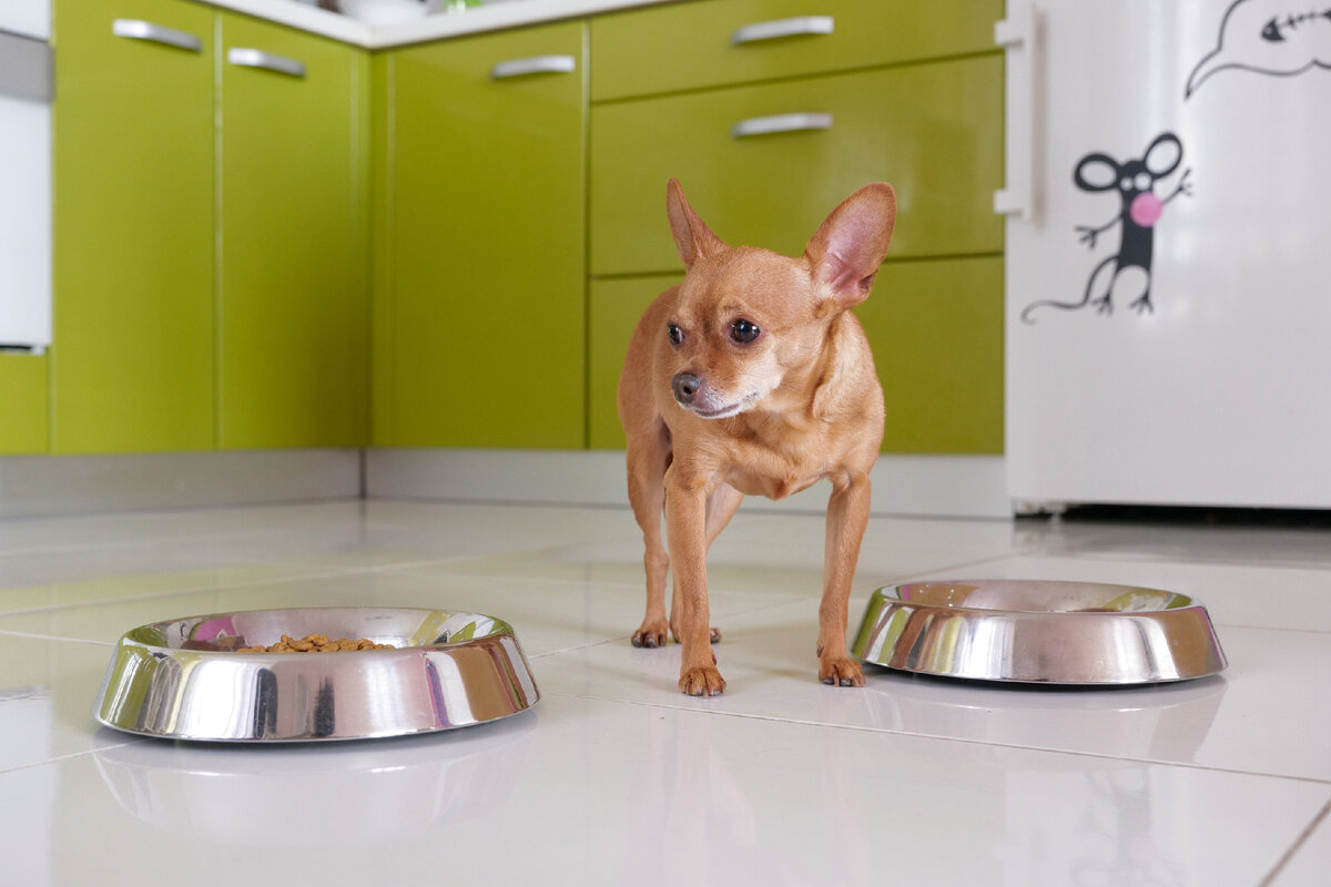 Переход на новый корм нужно осуществлять поэтапно.