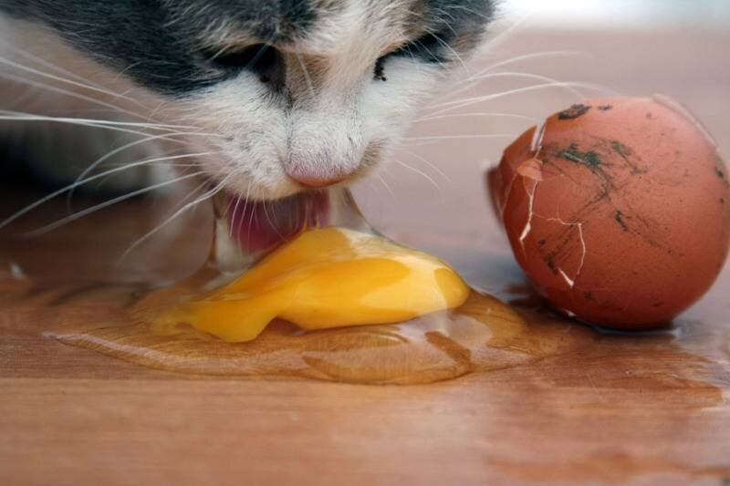 Кушает яички. Кот ест яйца вареные. Кошка ест сырое яйцо. Яичный кот. Кот вылизывает яйца.