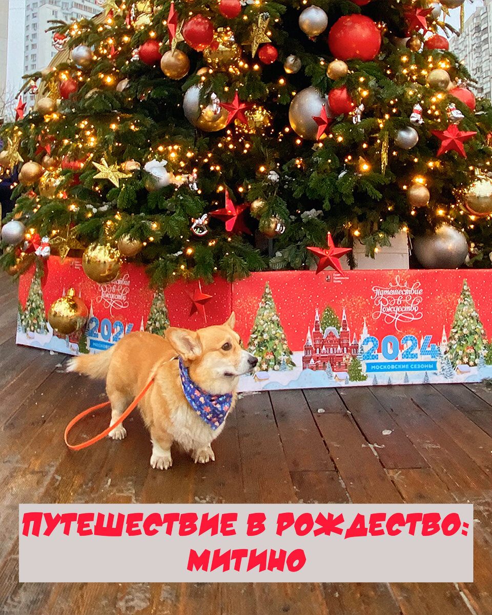 Корги Бильбо на Митинской