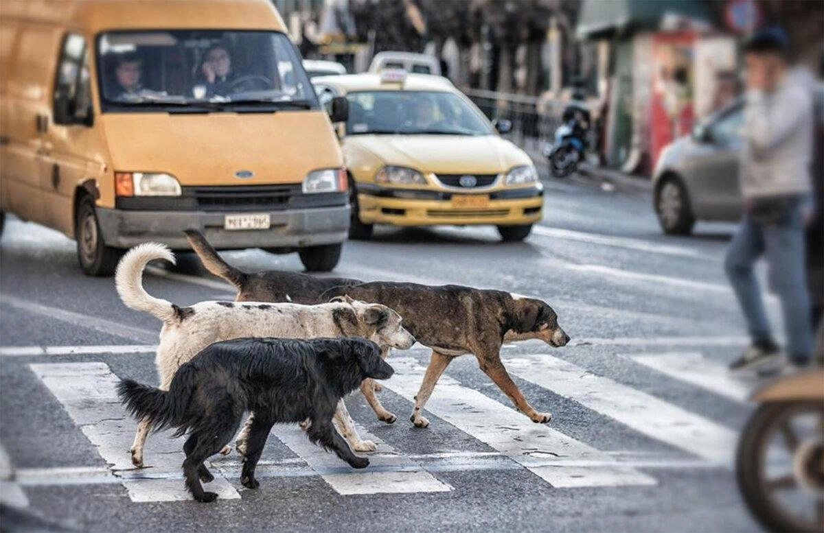 Бродячие собаки на улице. Бездомные животные на улицах города. Бродячие животные в городе. Бродячие собаки в городе. Нападение на дороге