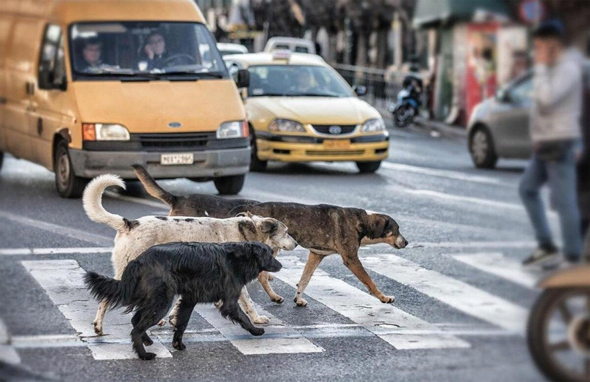 Пес на дороге