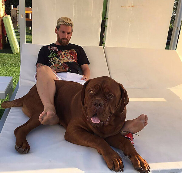 8 собак, которые неожиданно стали звездами футбольных матчей: необычные зрители на поле