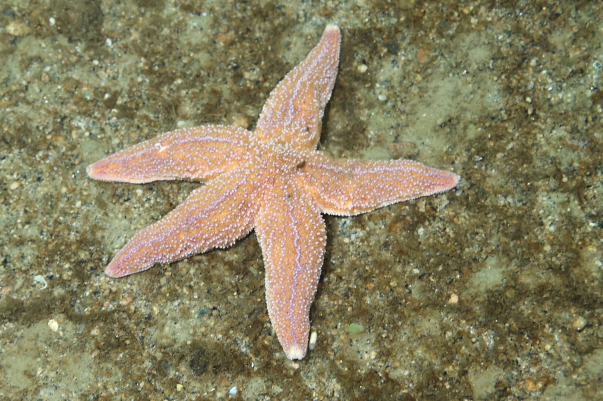 Asterias rubens, Кандалакшский залив, Белое море