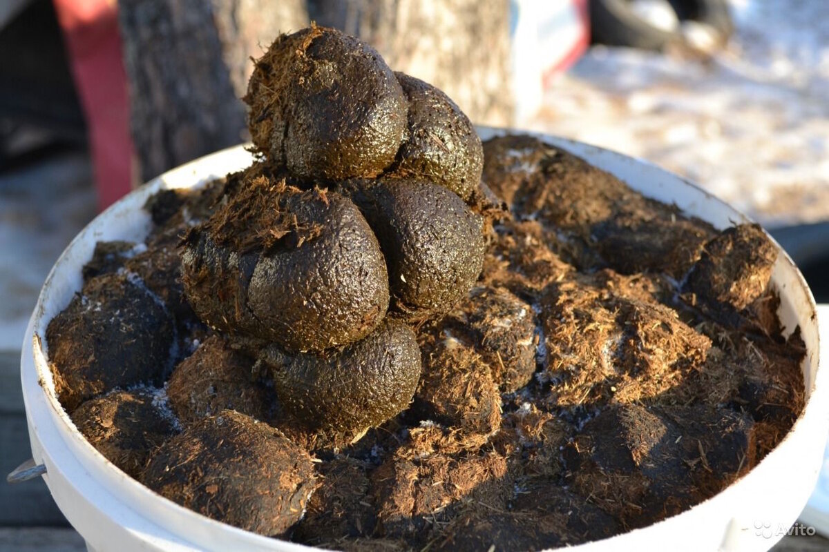 Конский навоз – лучший среди своих собратьев