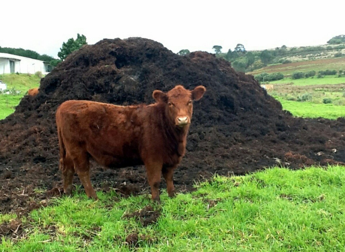 Коровий навоз