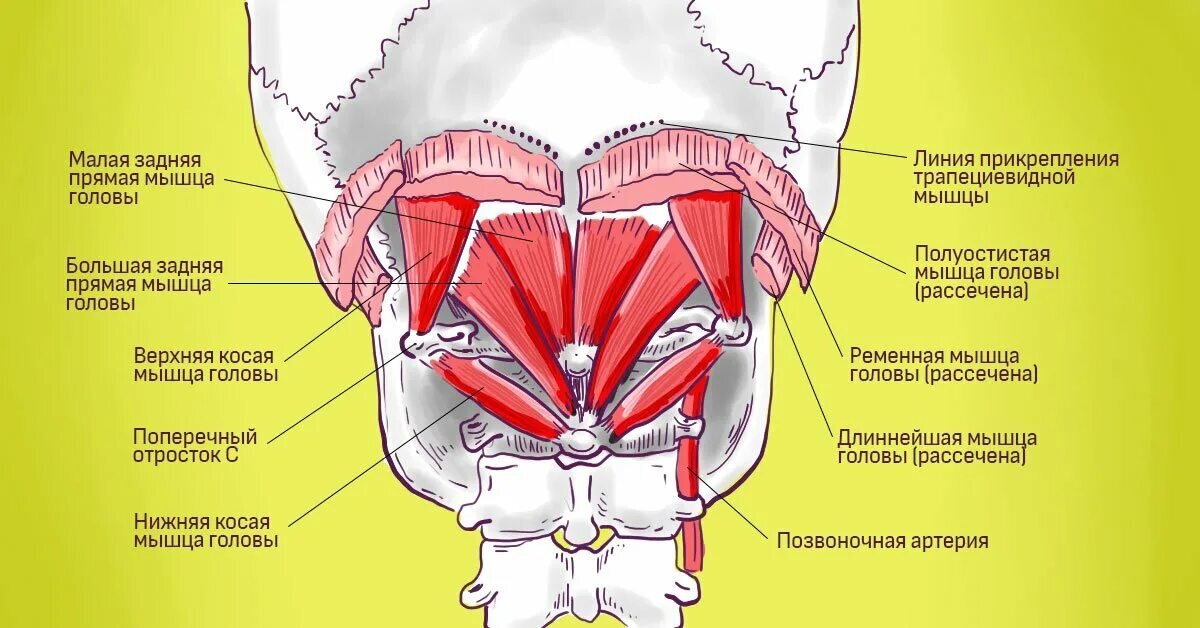 Подзатылочные мышцы анатомия. Большая задняя прямая мышца головы анатомия. Задние прямые мышцы головы. Затылочные мышцы шеи.