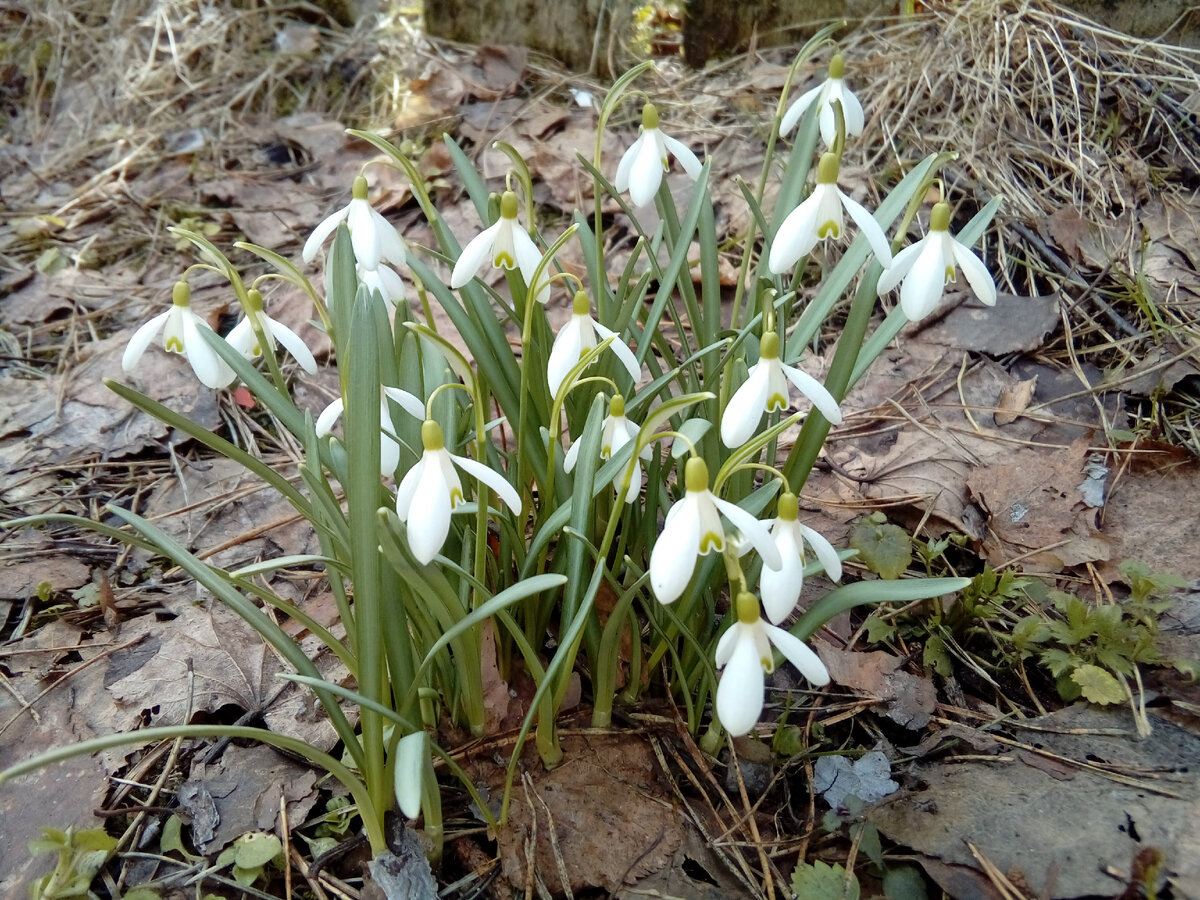 Кратовские подснежники.Фото автора.