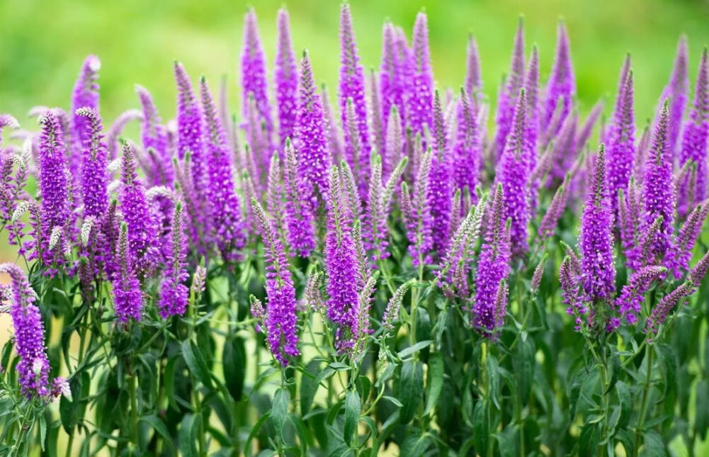 Veronica longifolia Speedwell растение