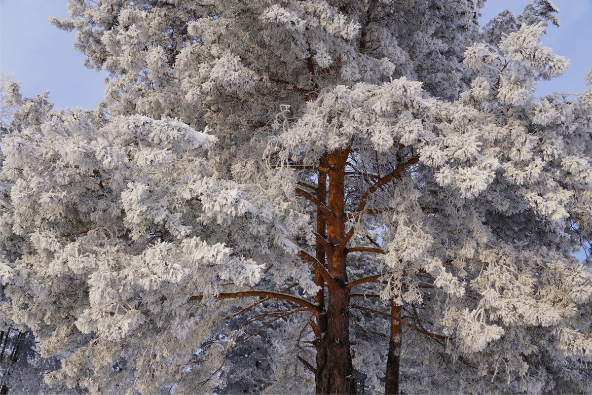 Красавица сосна.Все фото в подборке сделаны автором публикации.