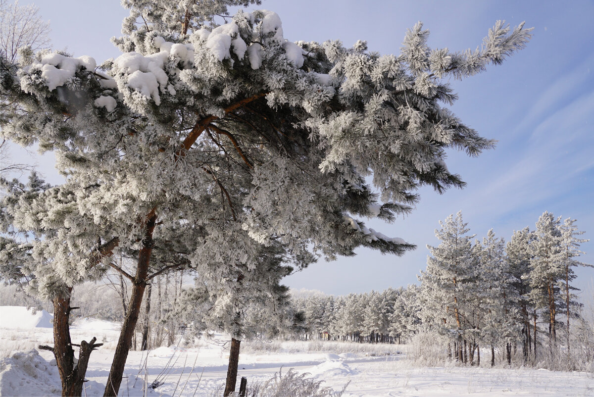 В зимнем лесу