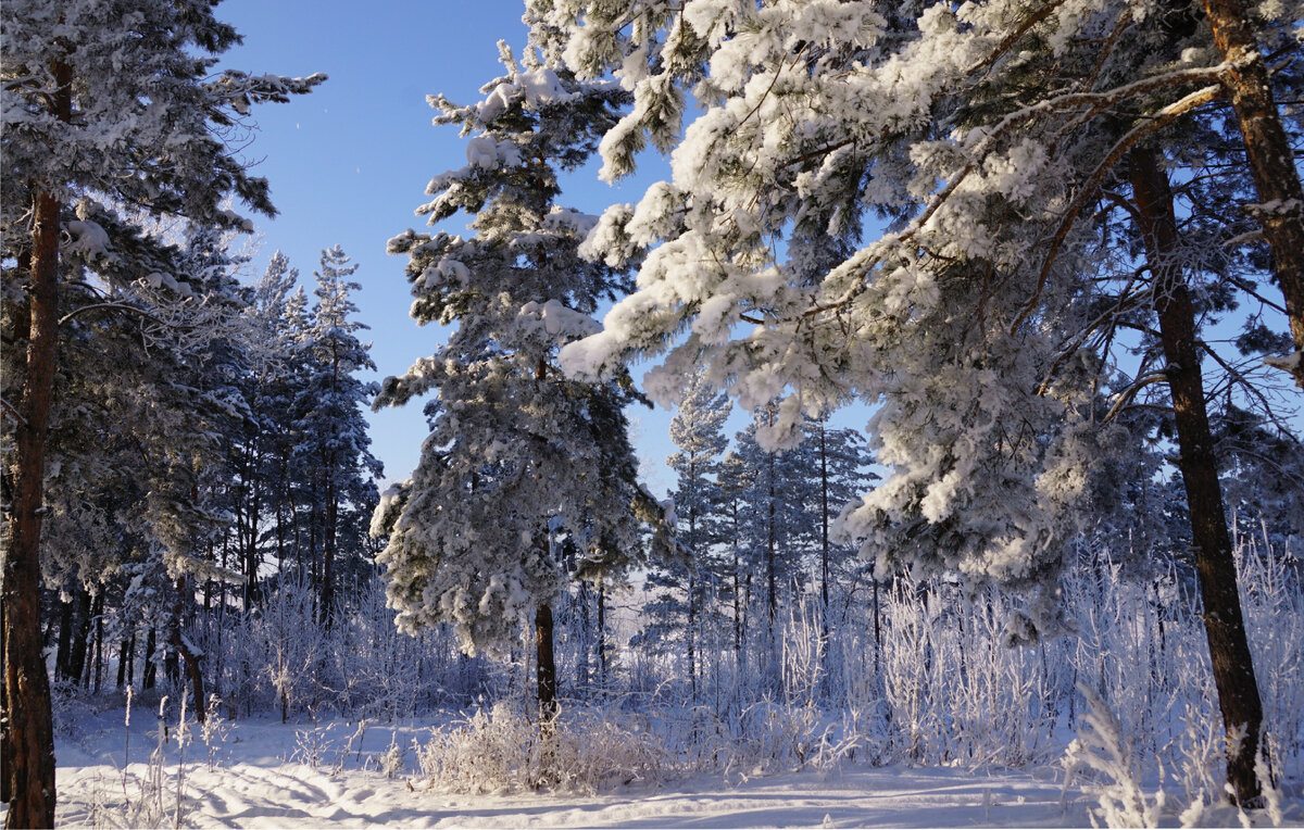 В зимнем лесу