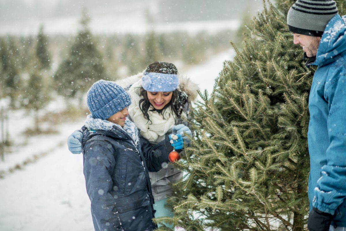    Поля засадят елками.