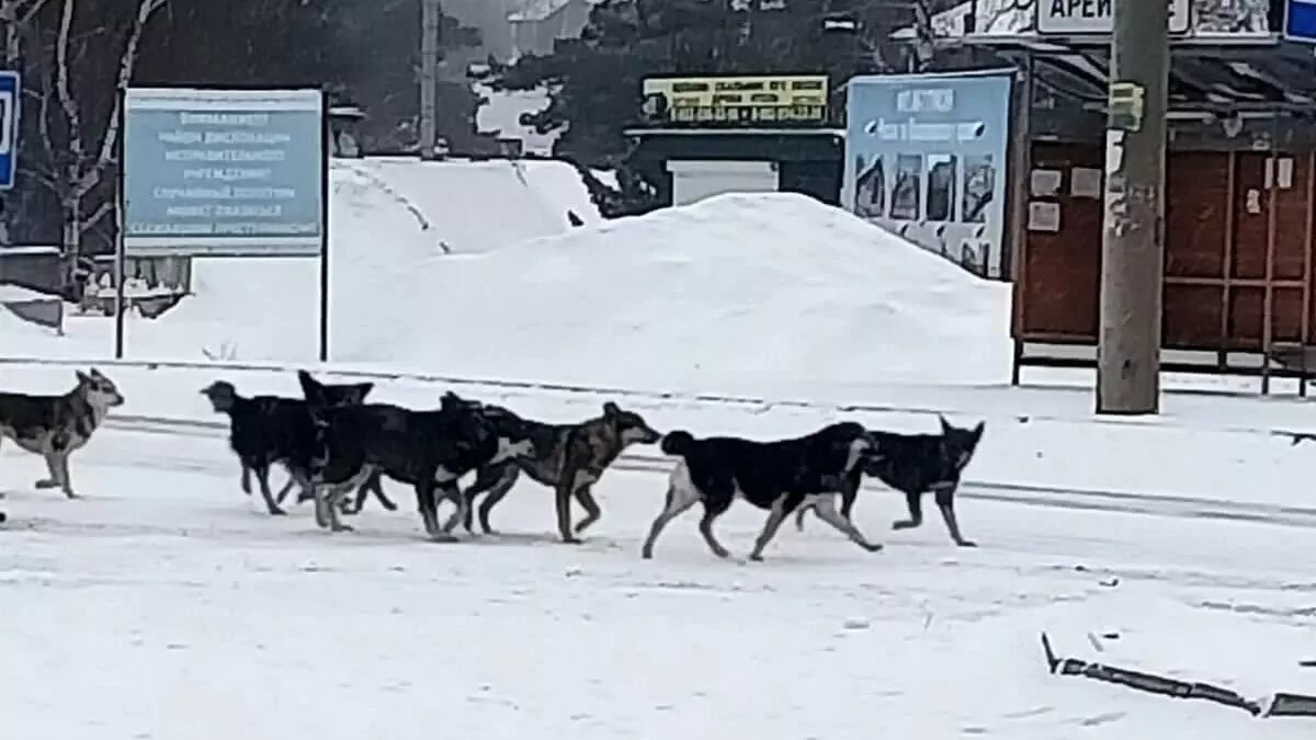 Усыплять собак можно? В крае предложили менять закон из-за жалоб на уличные  стаи | Проспект Мира | Дзен