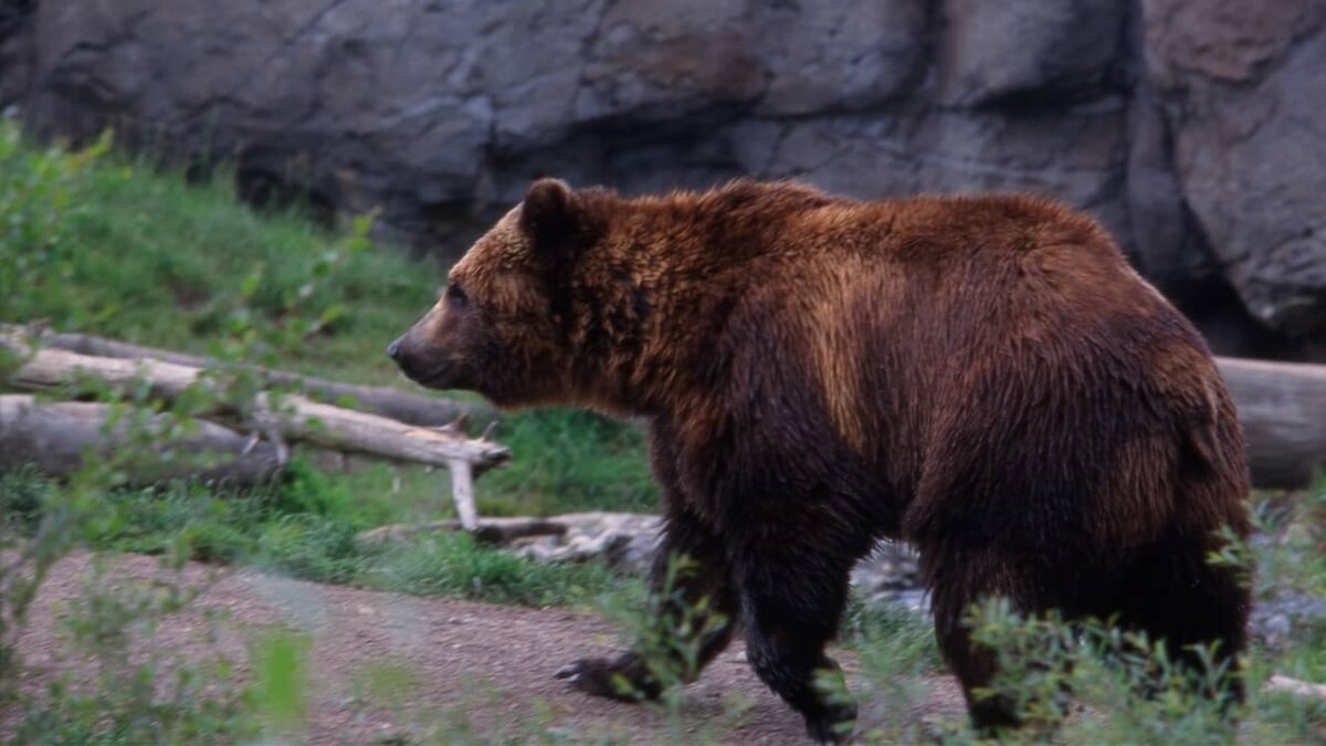 Фото: https://tvzvezda.ru/ (https://mcdn.tvzvezda.ru/storage/news_other_images/2023/10/30/7c812a2a73364664955b8713e4bcea7e.jpg)