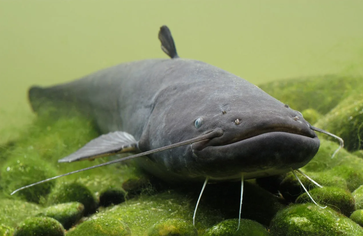 Пром сом. Silurus GLANIS рыба. Кэтфиш рыба. Европейский сом Silurus GLANIS. Морской сомик.