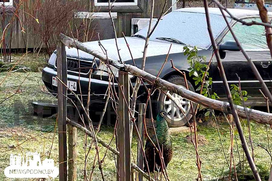    Фото: NewGrodno