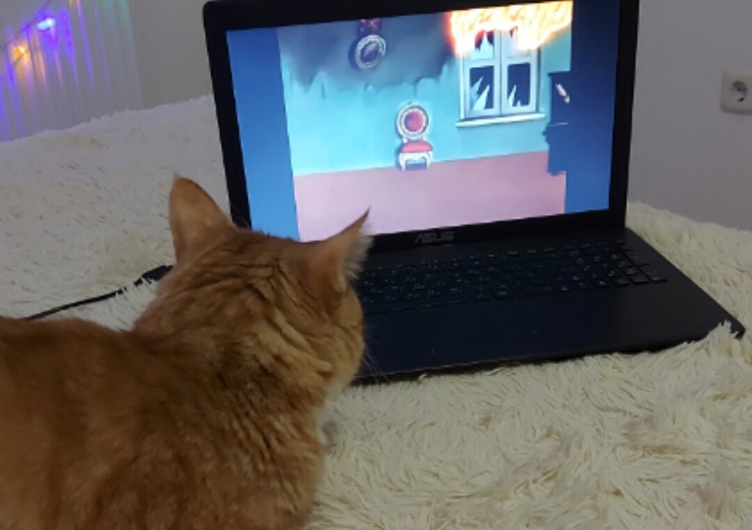 Амур смотрит вместе со мной)) 