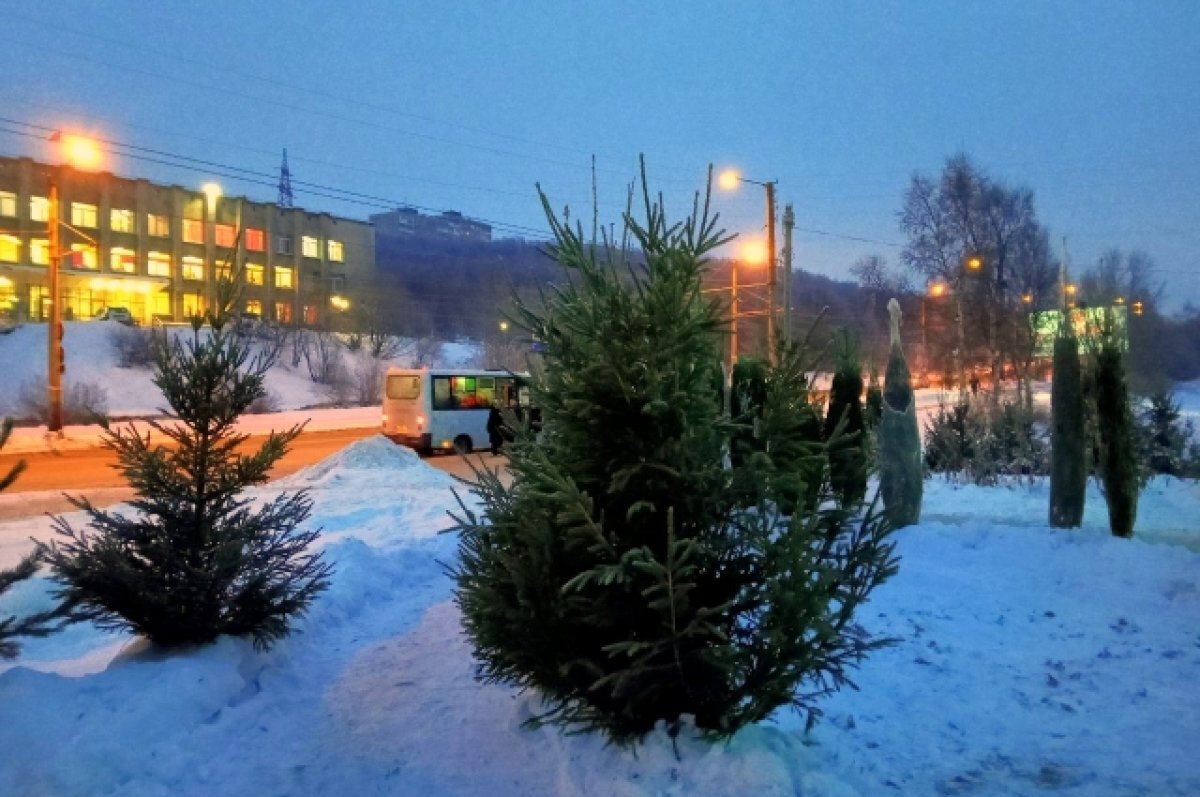    Предпочтения у северян разные, но зачастую всё же выбирают ёлку.