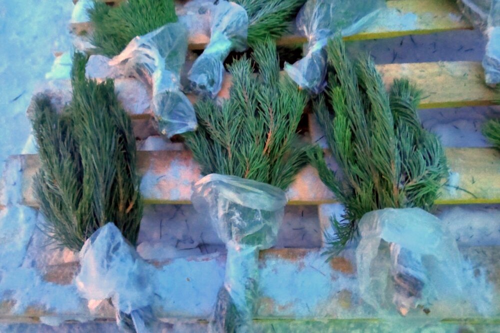    Фото:  АиФ/ Марина Дедюх