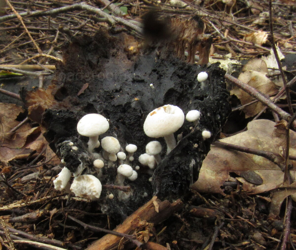 Юная астерофора высыпала на шляпке старого подгруздка (фото И.Лебединского)