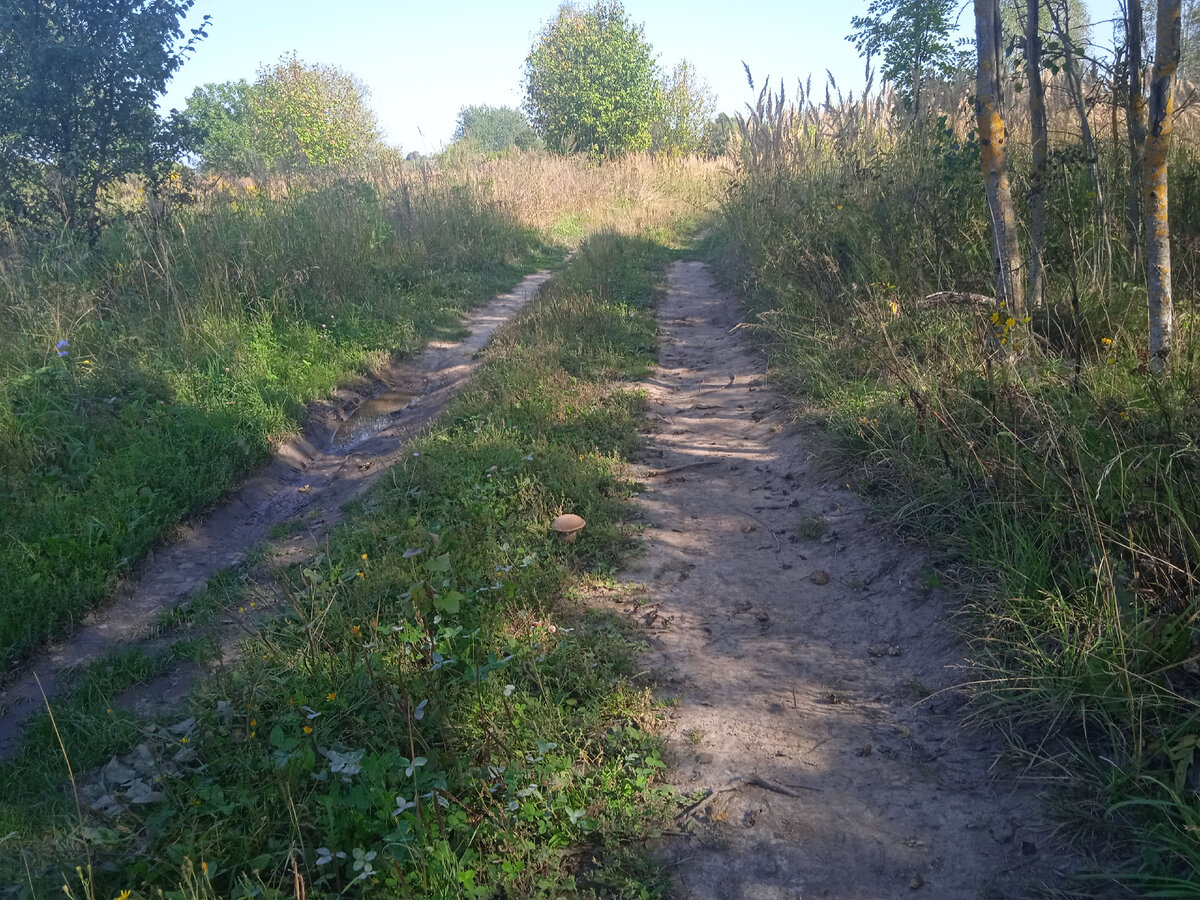 На просёлке у моего дома, между колеями, мною же и накатанными. На этом кадре - почти строго по центру (фото И.Лебединского)