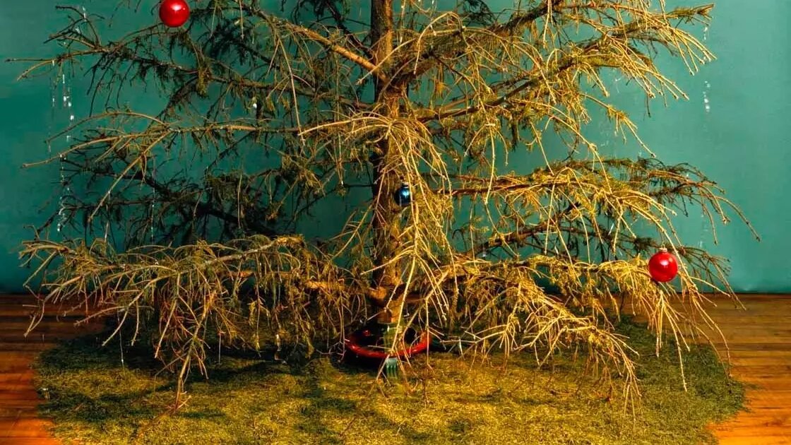 Иголки на елке не должны быть пожелтевшими и осыпаться при первом прикосновении к ним, иначе встречать Новый год будете со стволом осыпавшегося дерева. Фото: соцсети