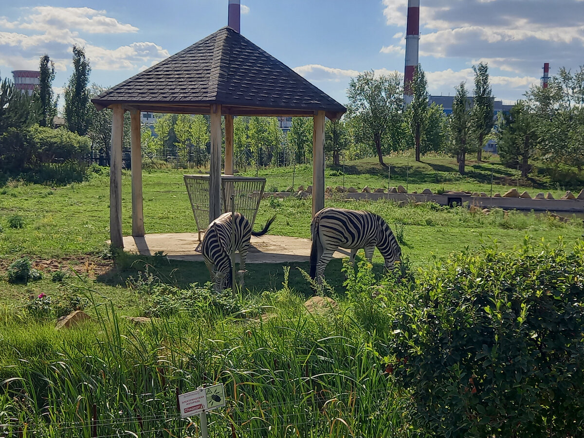 Казанский зооботанический сад в Казани, старый и новый, река Замбези|  зоопарк с двумя адресами | Красота России в объективе | Дзен