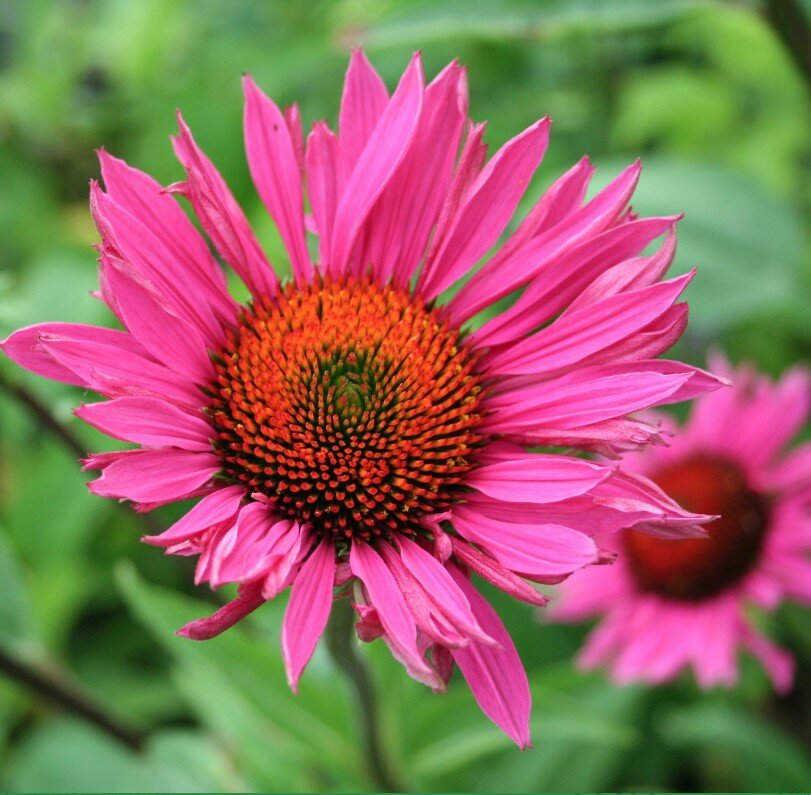 эхинацея пурпурная цветок. эхинацея пурпурная лекарственная. эхинацея рудбекия пурпурная. эхинацея пурпурная пурпл. эхинацея (echinacea).