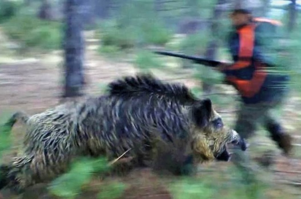 В нашем лесу действуют правила «охота наоборот». Тот кто с ружьём — добыча.