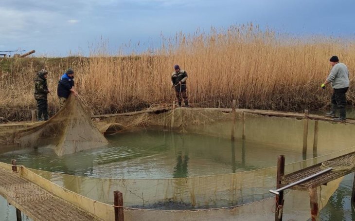    Крымские водохранилища зарыбляют белым амуром и белым толстолобиком