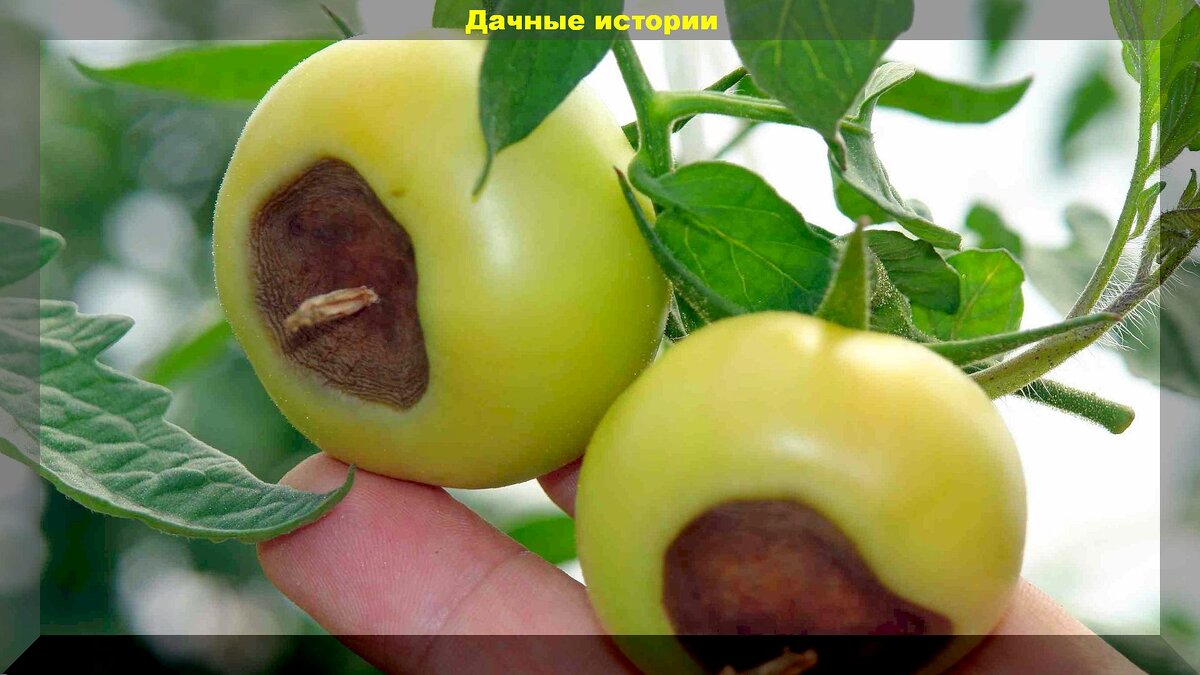 https://vk.com/photo-159774511_457265470. Вершинная гниль на томатах