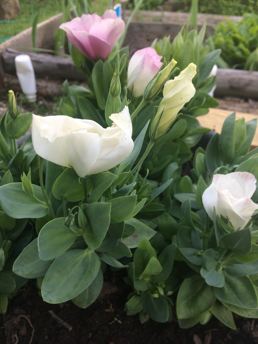    Красавица-эустома через 7 с половиной месяцев после всходов