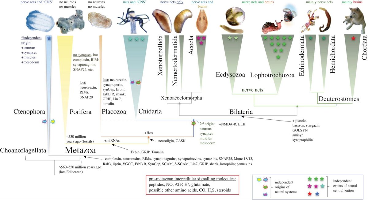     Эволюция нервных систем на дереве жизни Moroz et al. / Philosophical Transactions of the Royal Society B, 2021