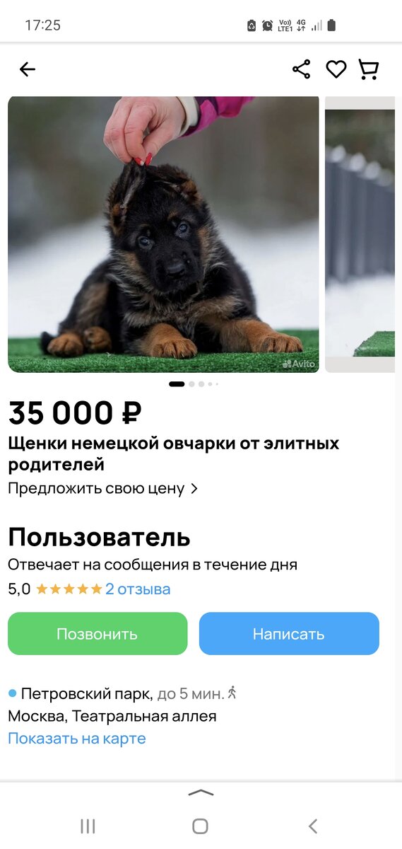 Можно ли лечить собак. Можно ли лечить собак