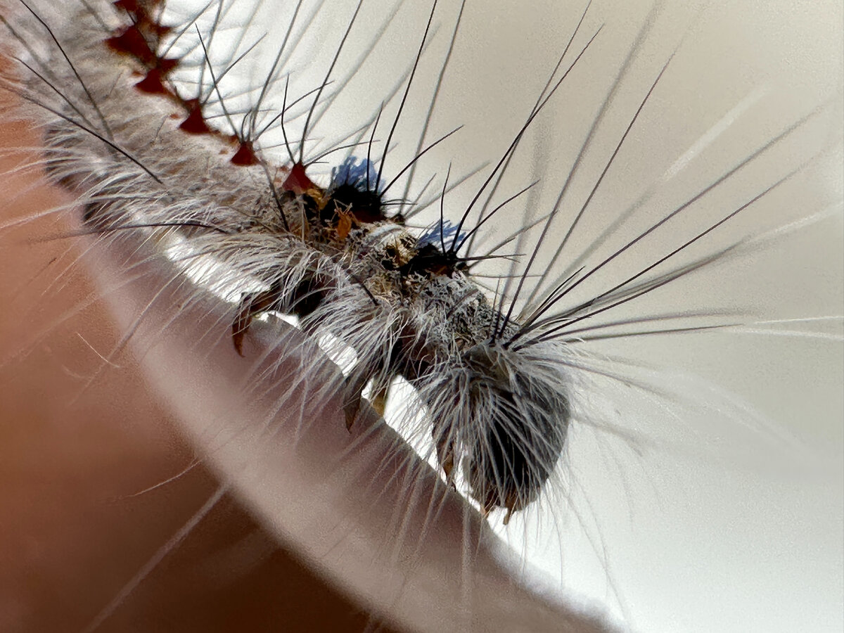 Вот такого гостя тоже можно встретить