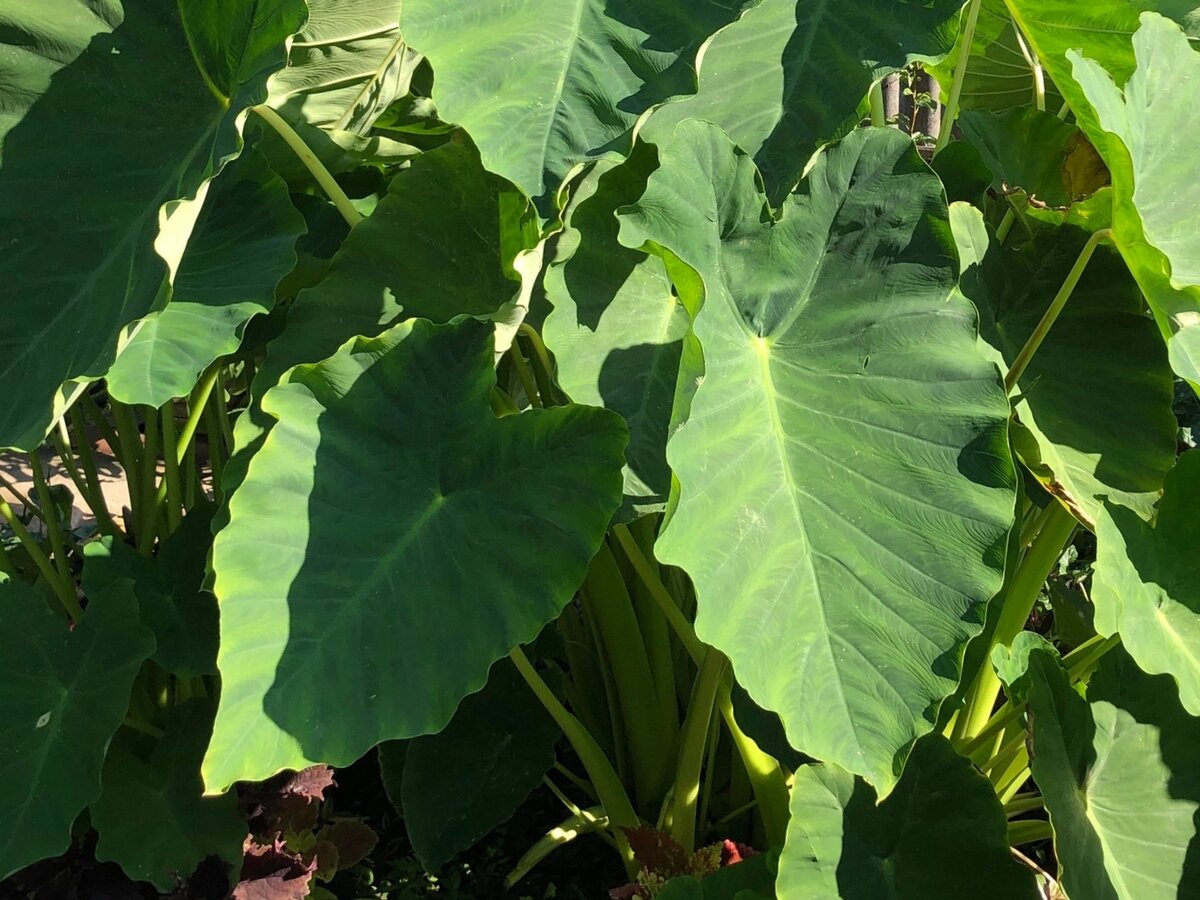 Колоказия эскулента 