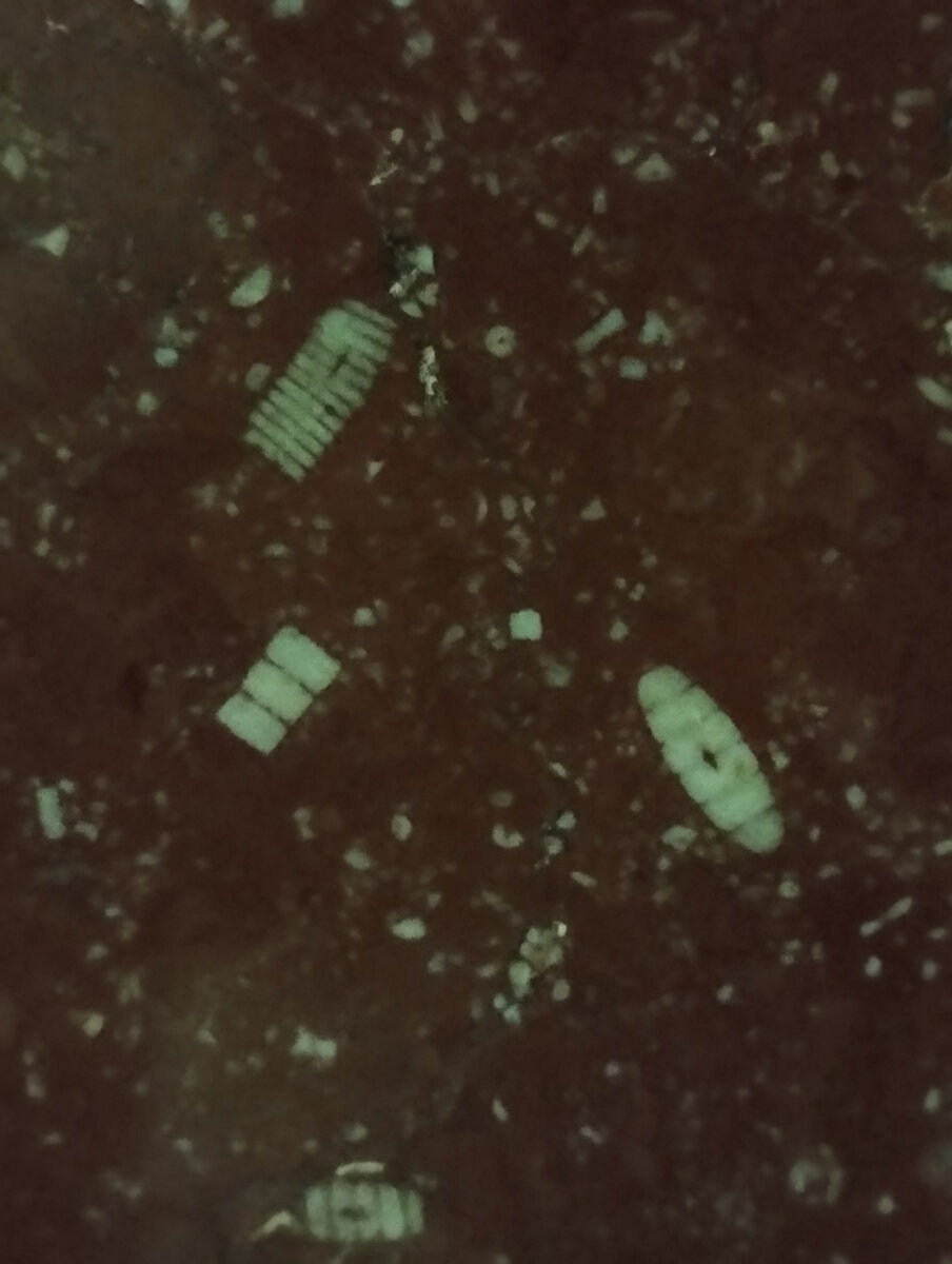 Какие-то членистоногие