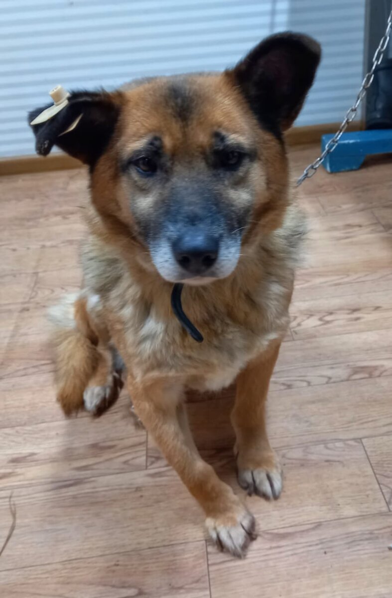 Юта (передняя лапка кривенькая) 