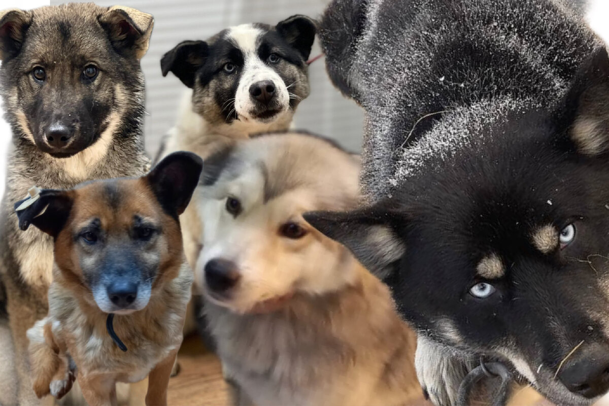 Спасены ❤️но все еще никому не нужны… 