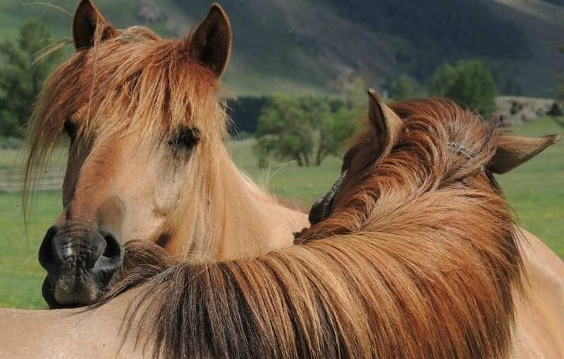 Монголия рай для любителей лошадей.