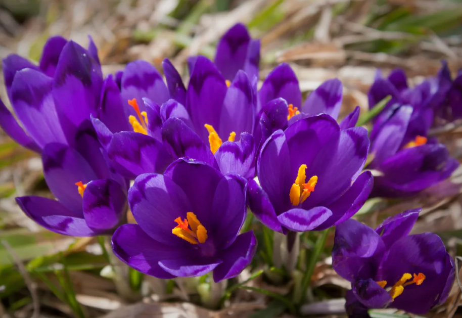 Шафран-крокус  в Краснодаре