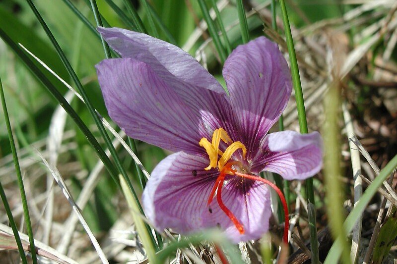     Стоимость шафрана достигла 1 800 долларов за килограмм. Это рекордная цена