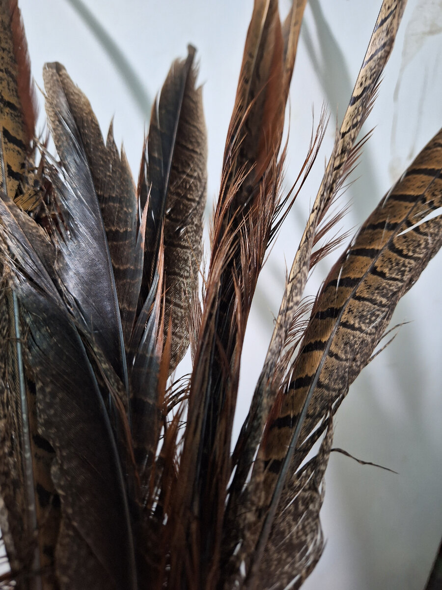 Перья из хвоста