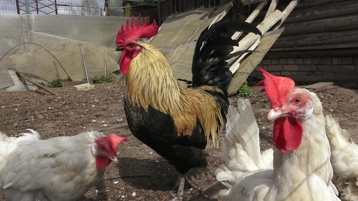 петух с курами