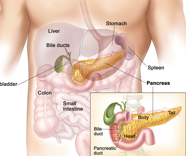 Печень и поджелудочная железа причины. Анатомия человека поджелудочная и желчный пузырь. Поджелудочная и желчный пузырь. Желудок и поджелудочная железа. Желчный пузырь и поджелудочная железа.