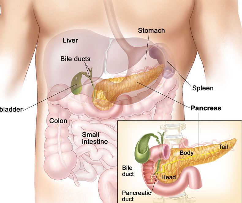 Поджелудочная железа образование